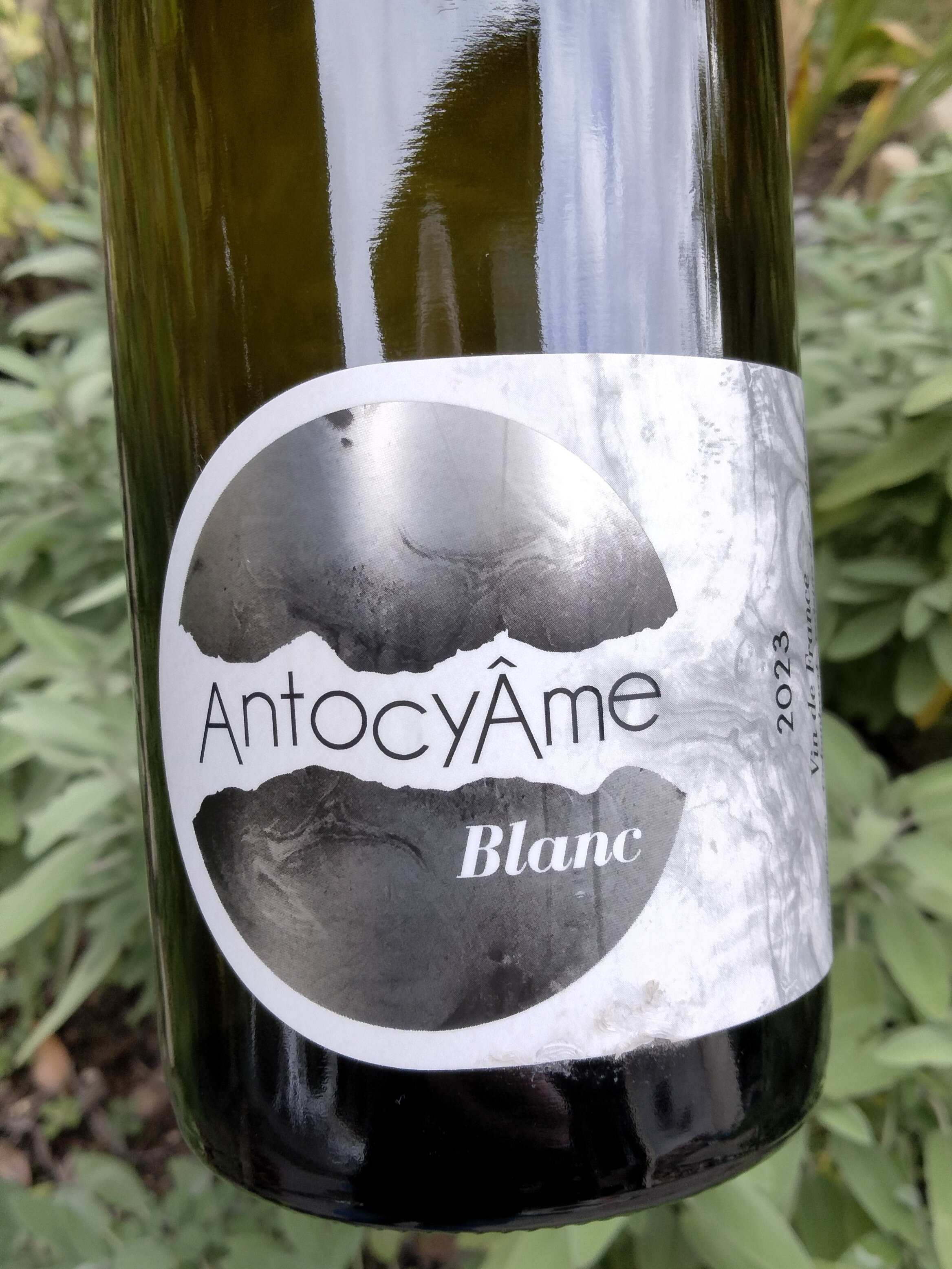 AntocyÂme - Blanc 2023