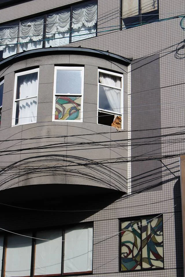 Kyoto.dog.jpg