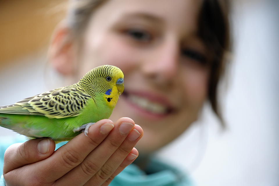 girl-holding-budgie bird.jpg