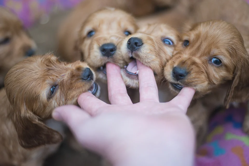 four-puppies-nibble-on-child-fingers.jpg