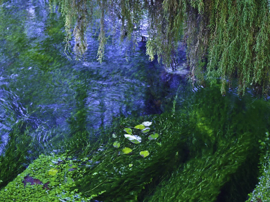Moss
