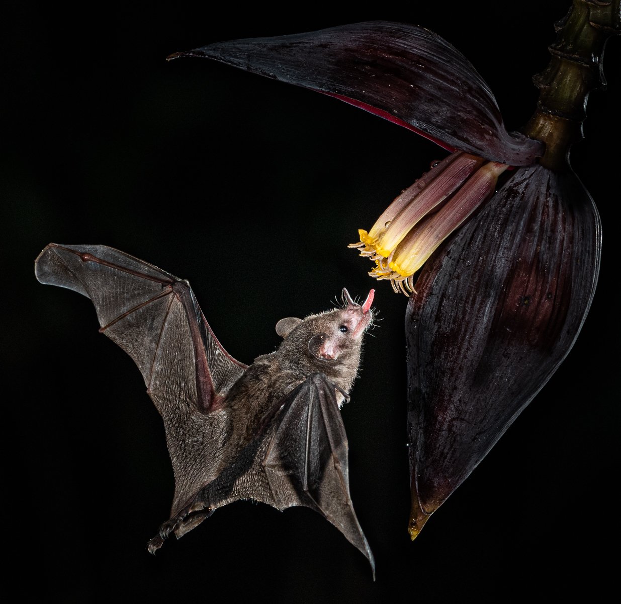 Nectar Attraction for a Costa Rican Fruit Bat - HM