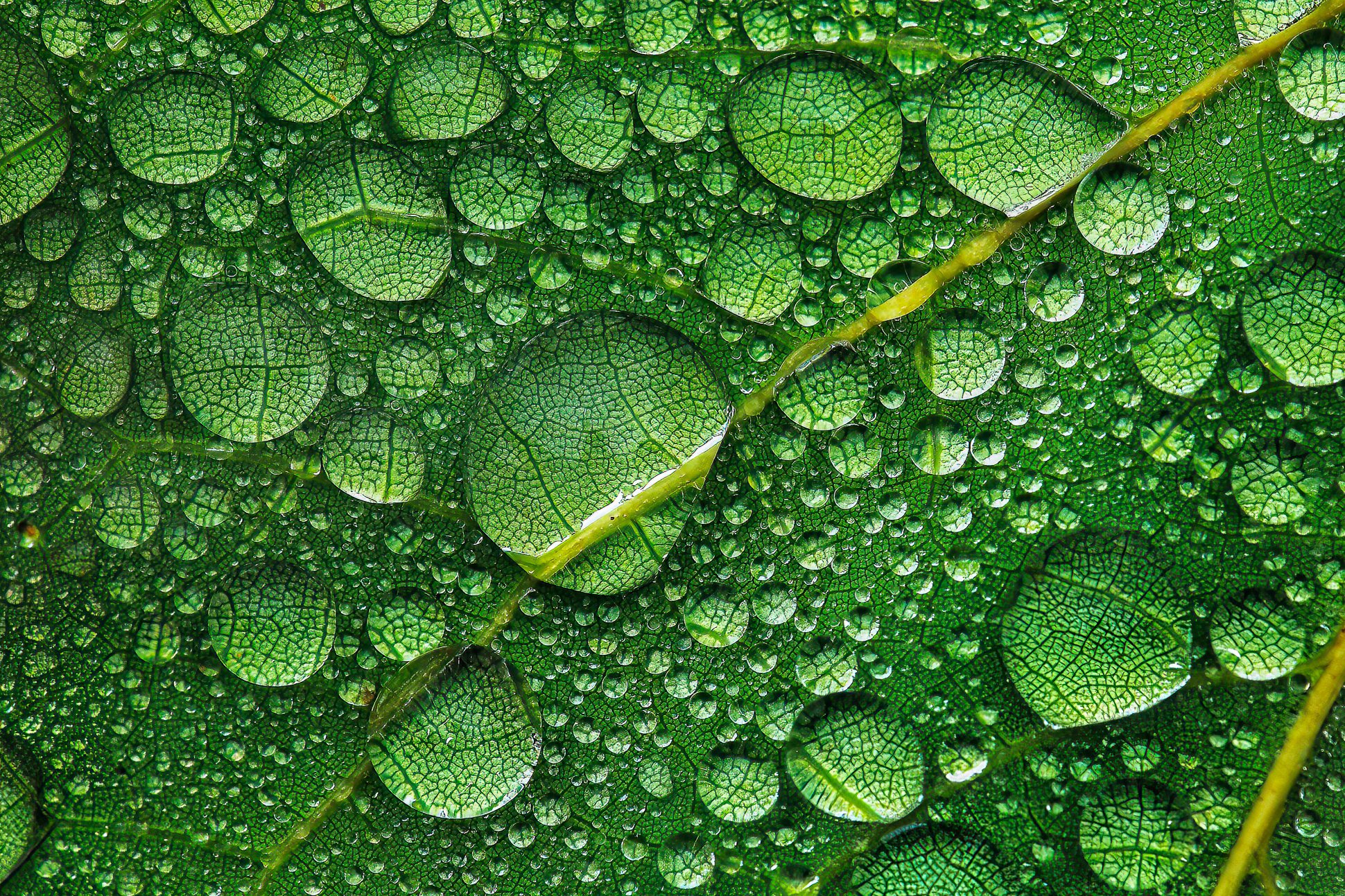 Raindrops on leaf - HM