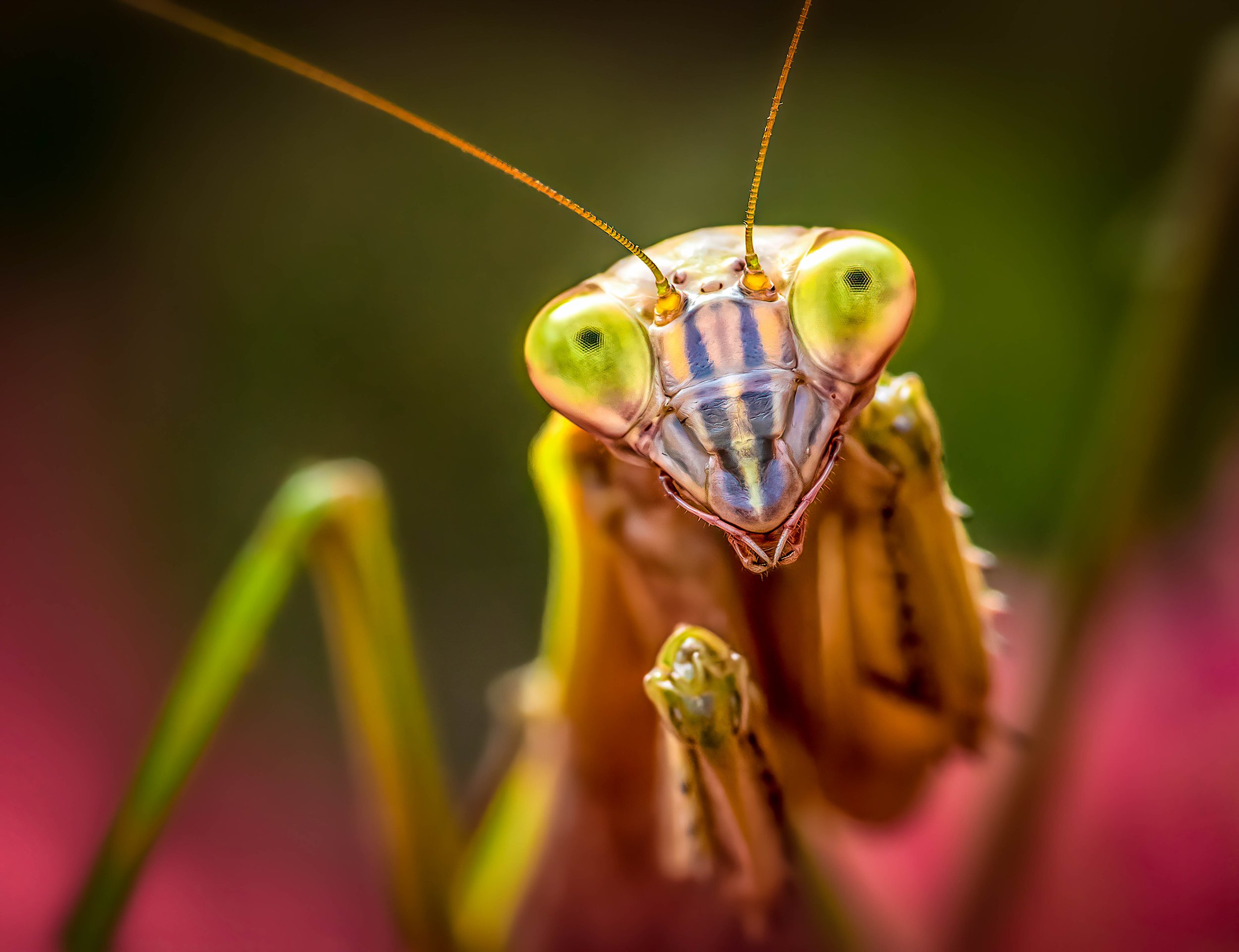 Mantis Eyes - HM