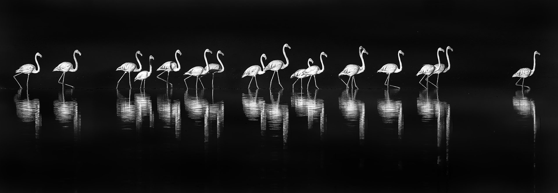 Marching Flamingos Kenya - HM