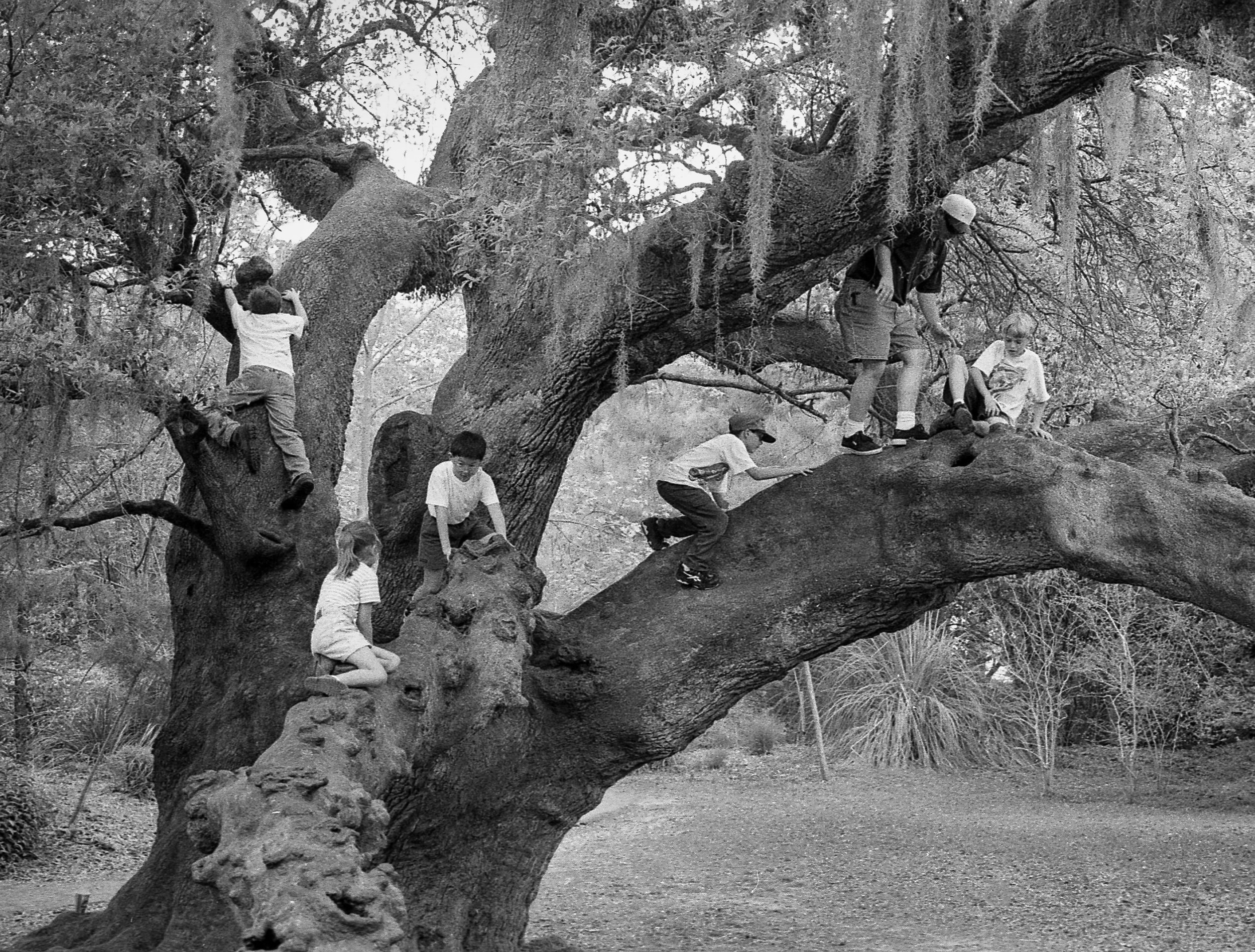 Tree Climbing New Orleans