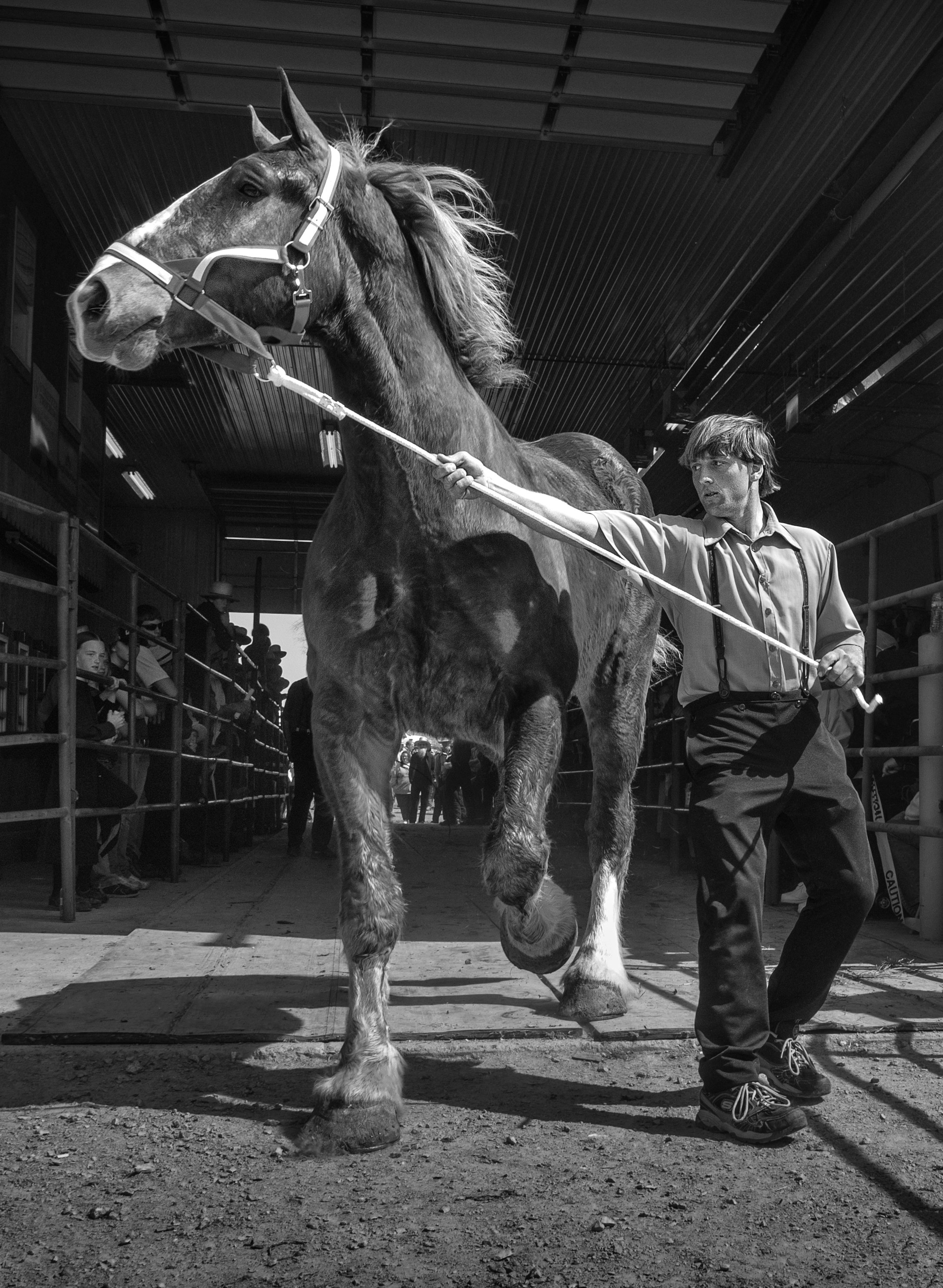 Amish Livestock Auction