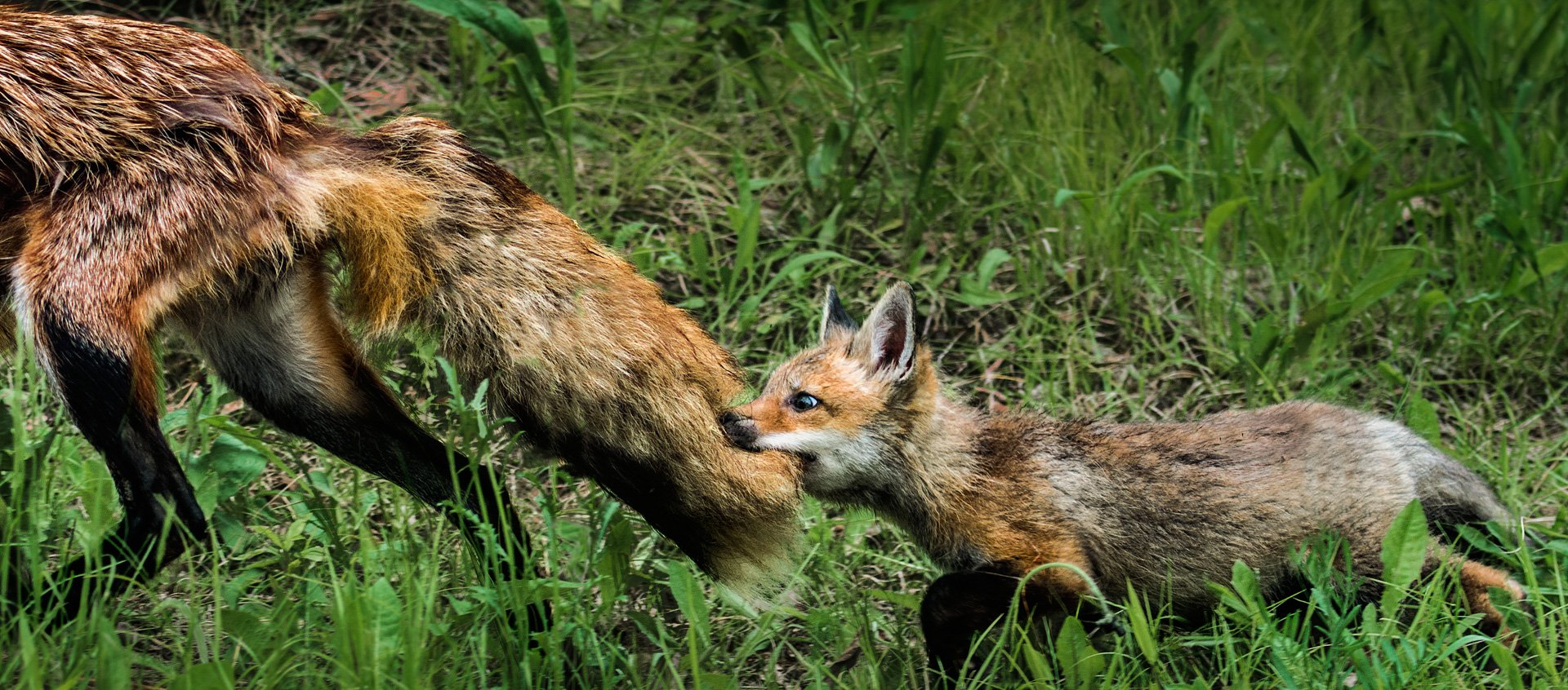 RU - The Fox's Tail