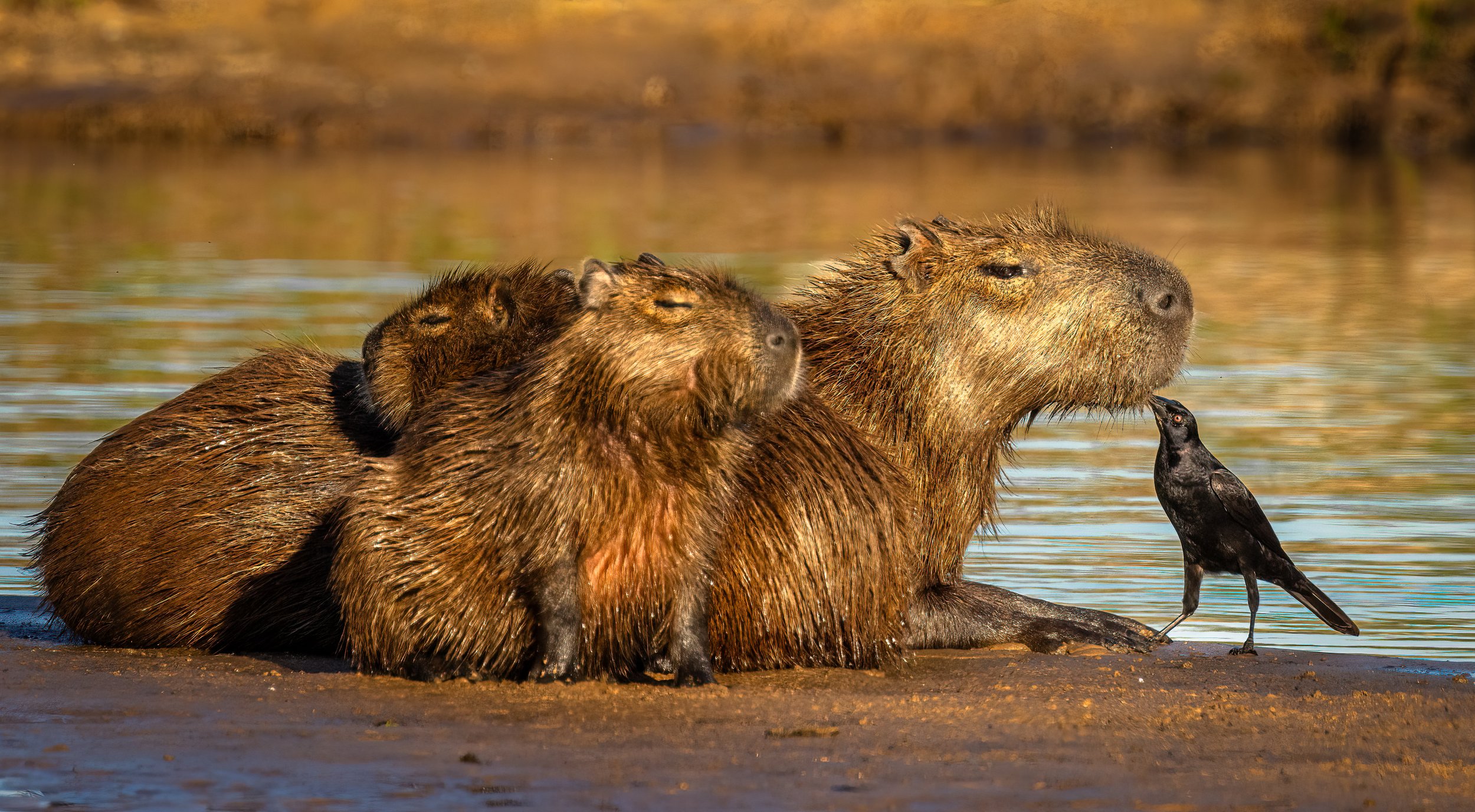 HM - Capybara and Smooth-billed Ani, Pantanal, Brazil