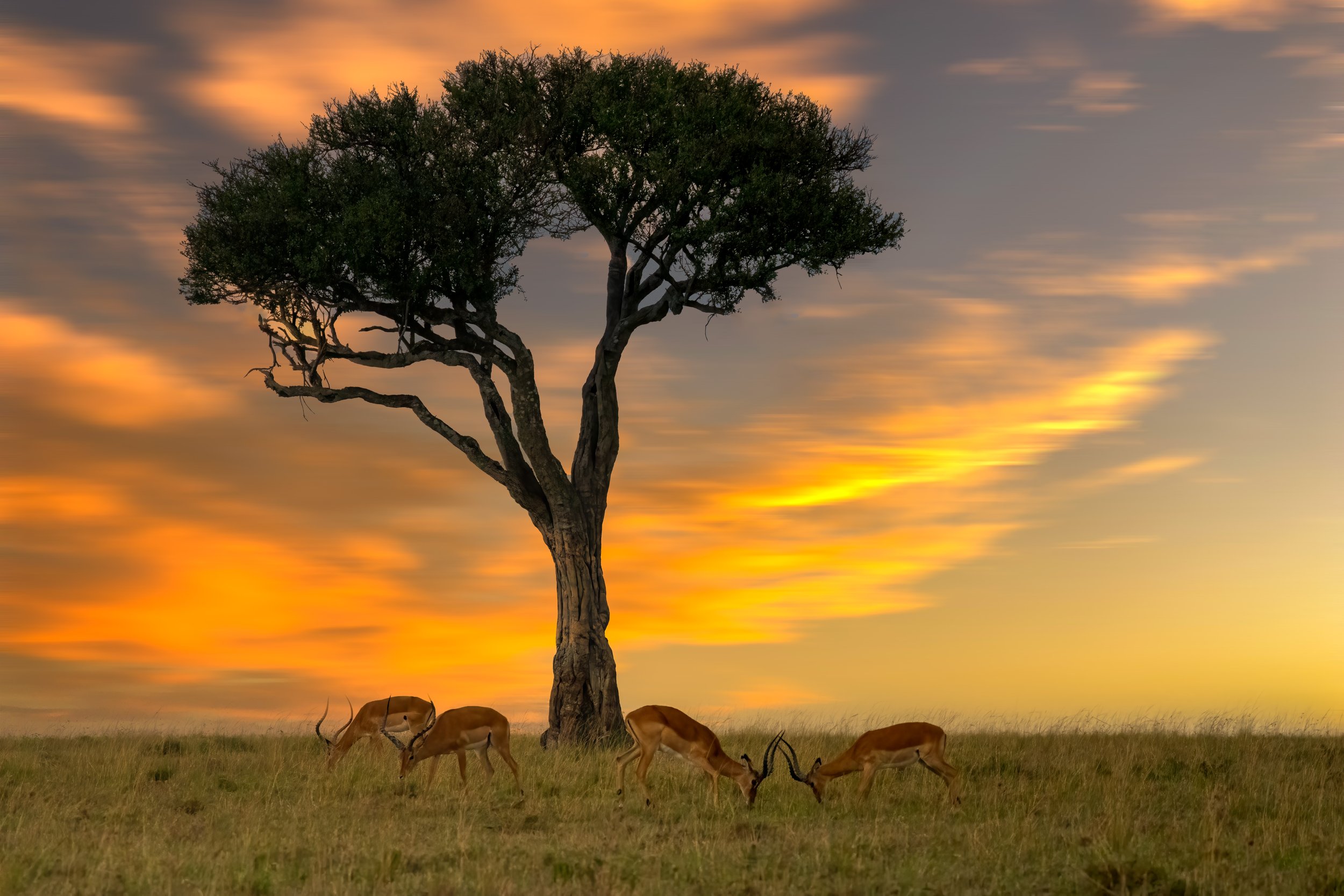 HM - Kenya Savanna