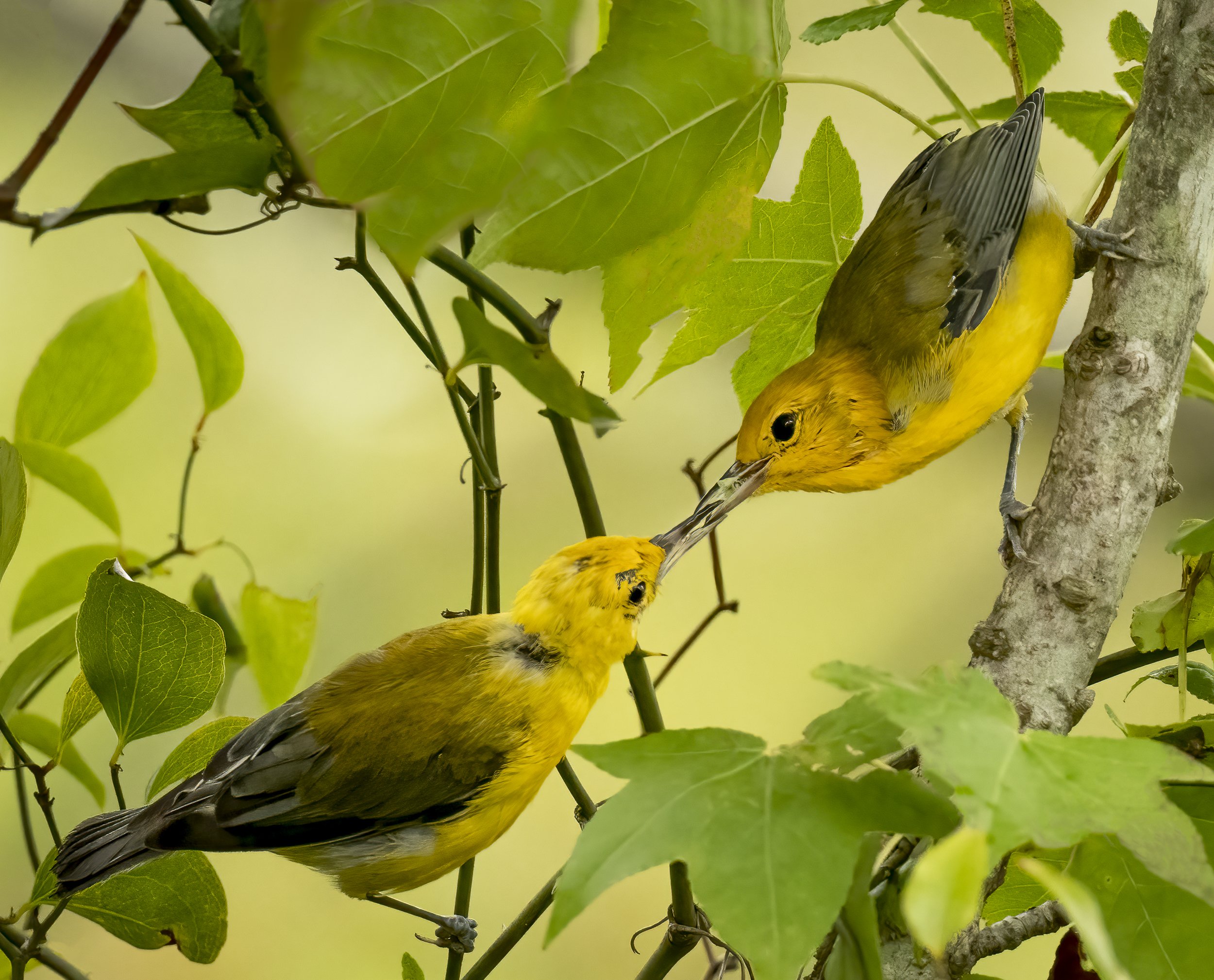 HM - Prothonotary Warblers-FeedMe