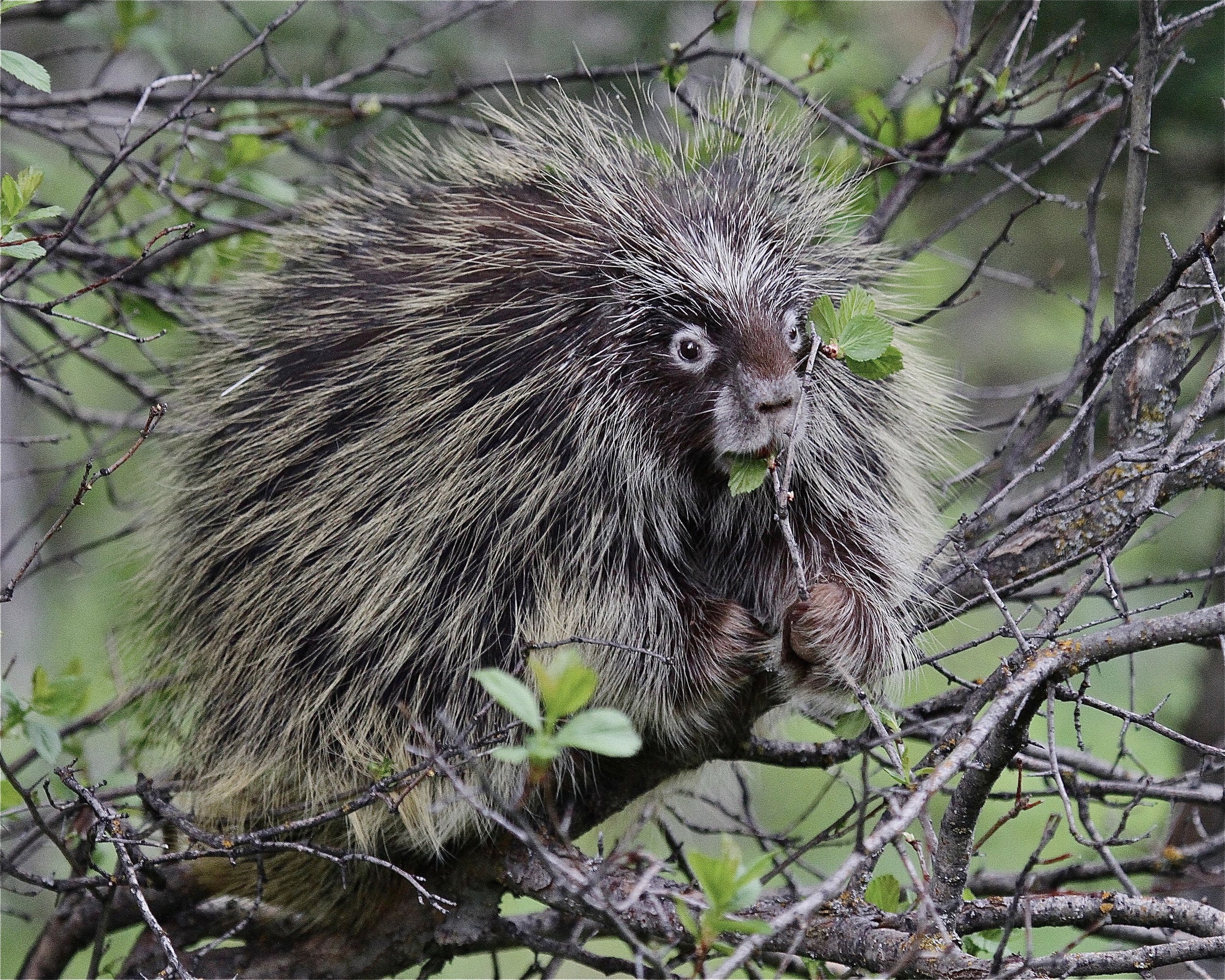 HM - Porcupine Having Lunch