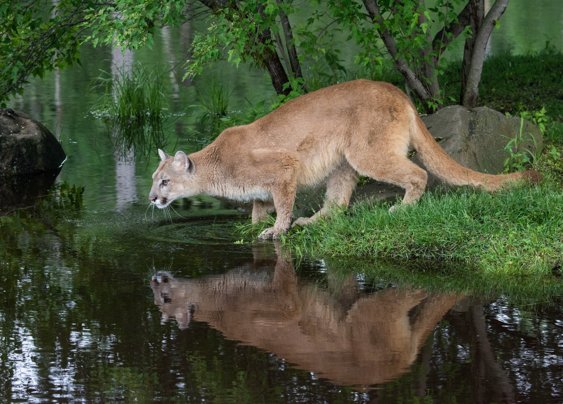 HM - Cougar, Reflected