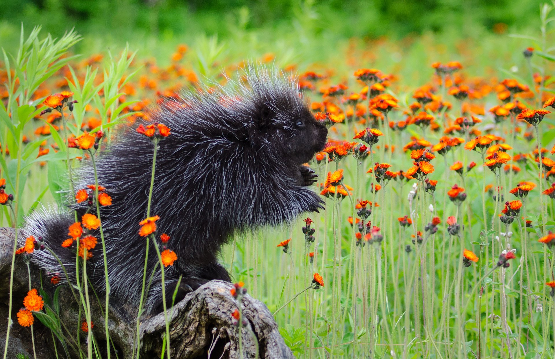 1st - Porcupine in the Flowers