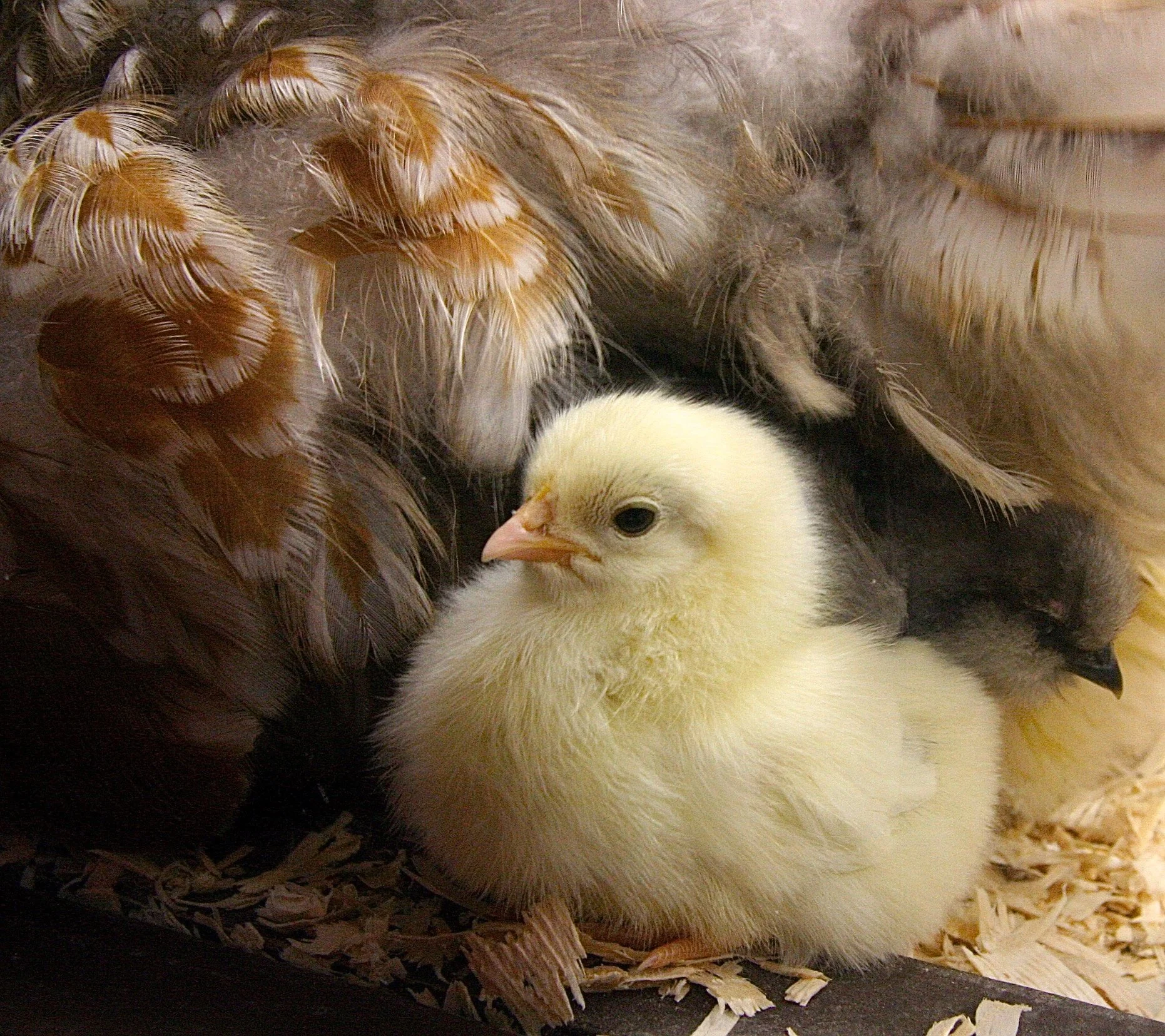 lansing_diane_fine-fluffy-feathers--progeny.JPG