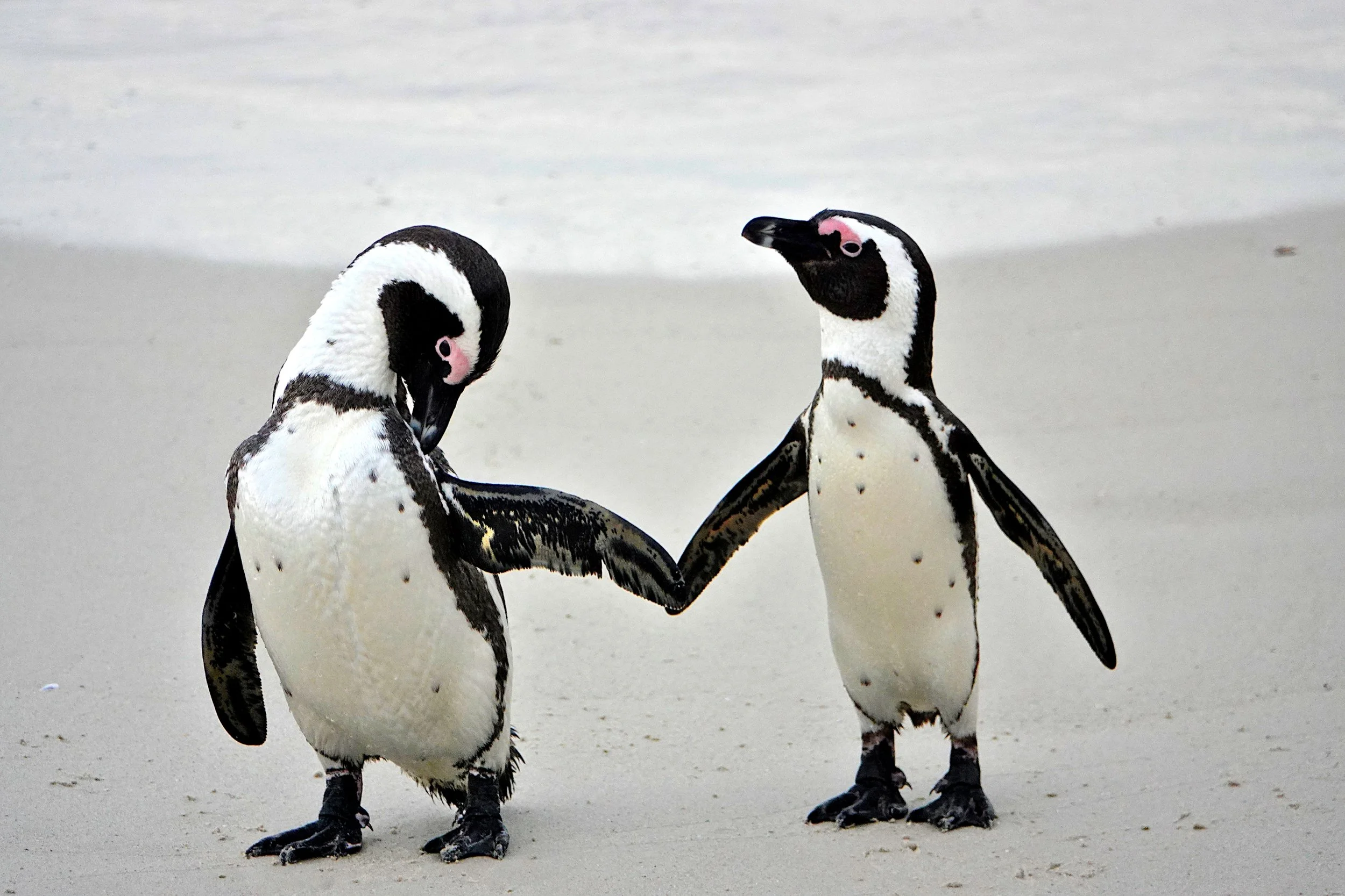 shore_wayne_penguins-holding-hands-south-africa.JPG