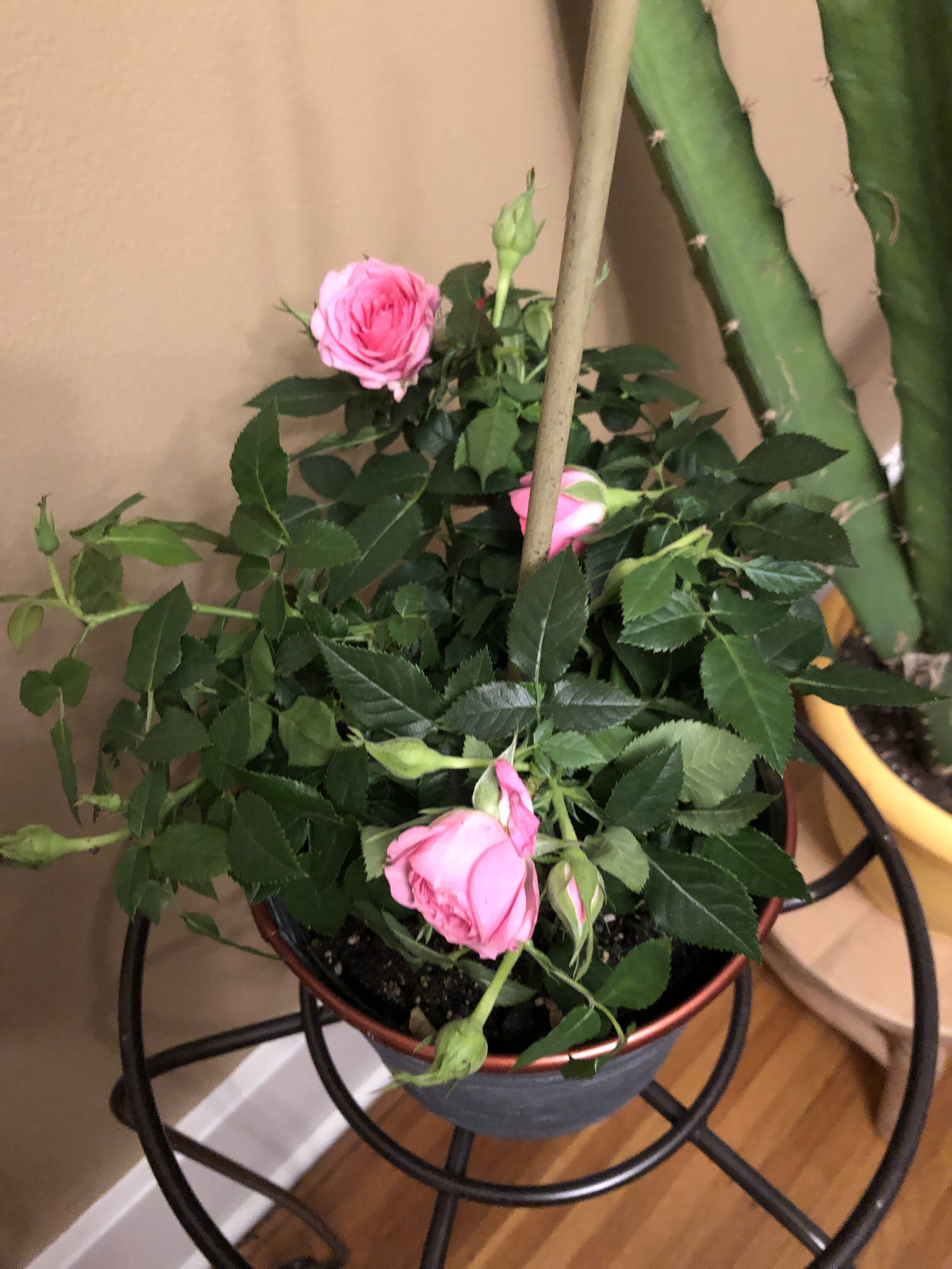 Flowers from my client MEG's Gift