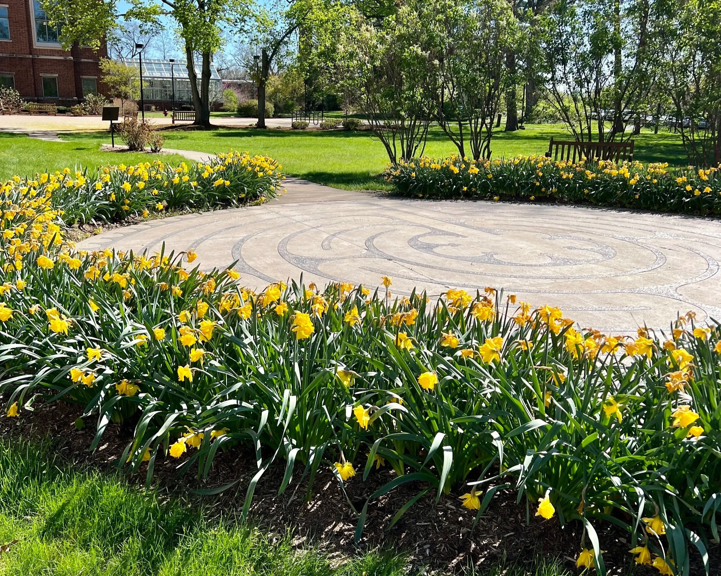 daffodils.jpg