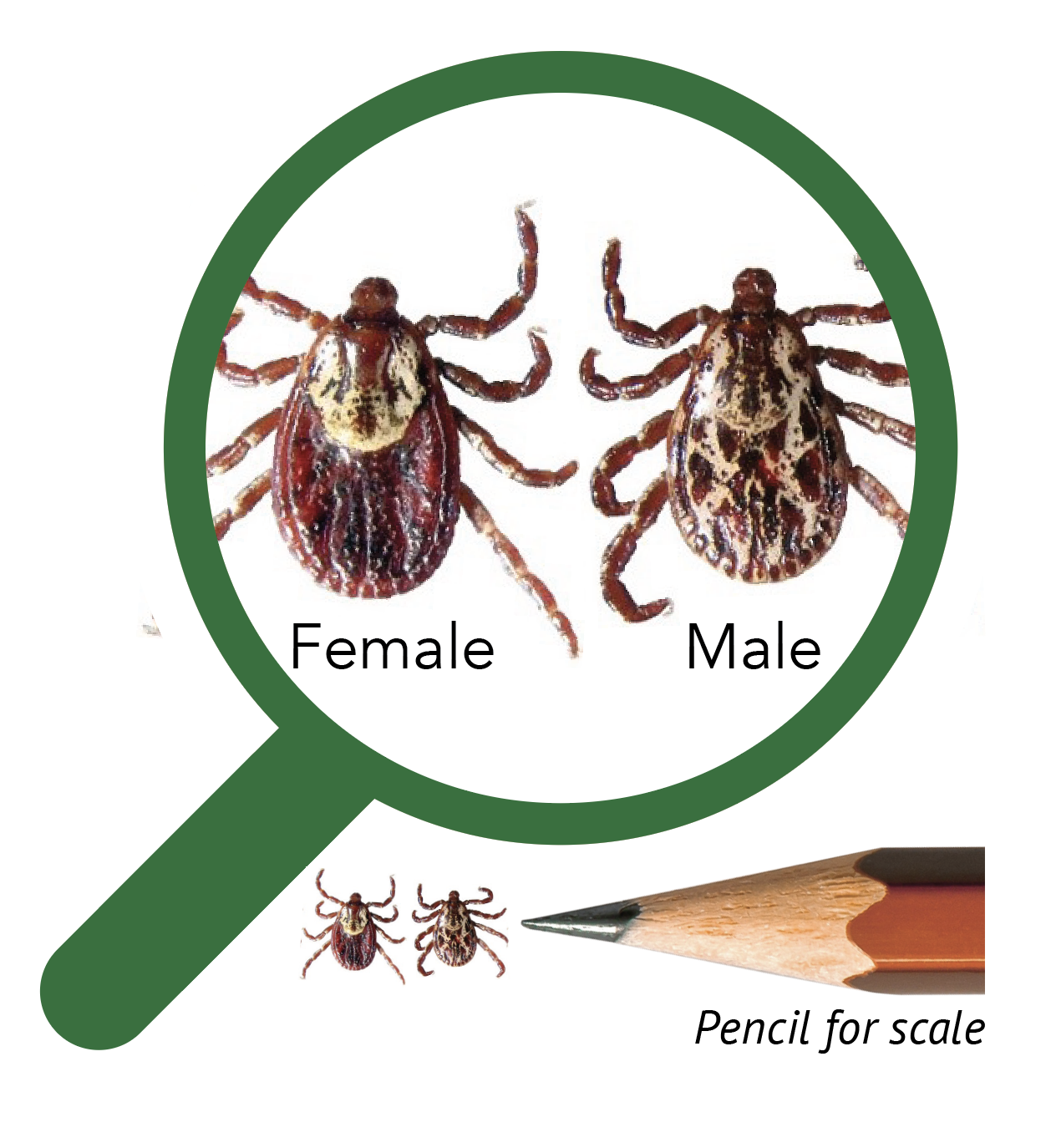 female dog tick