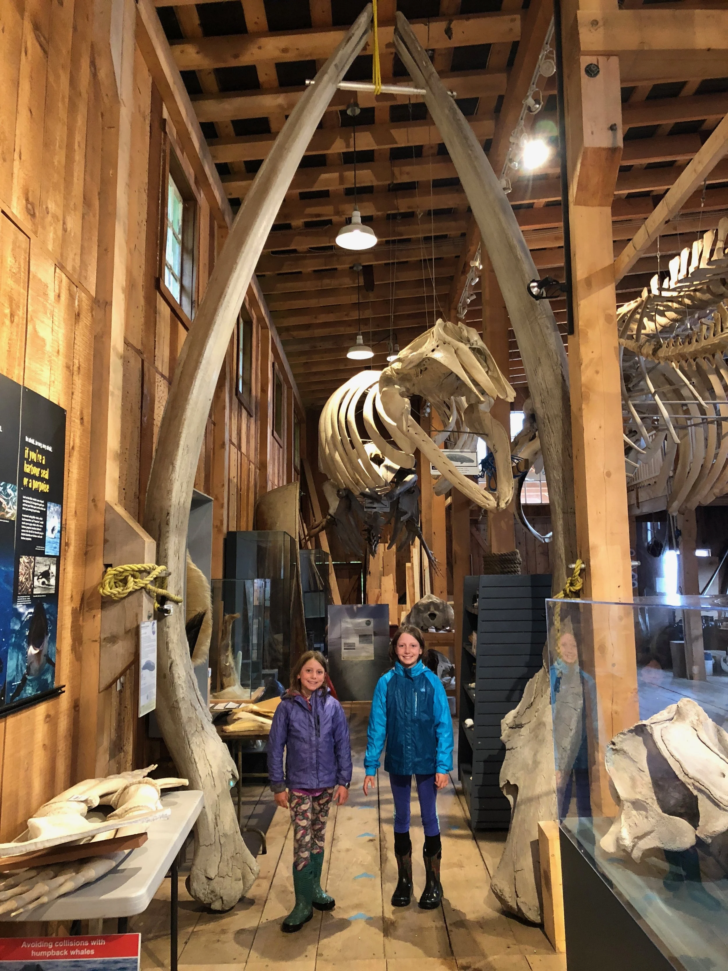 The girls at the Killer Whale Interpretive Center staring in the the middle of two ribs of a whale