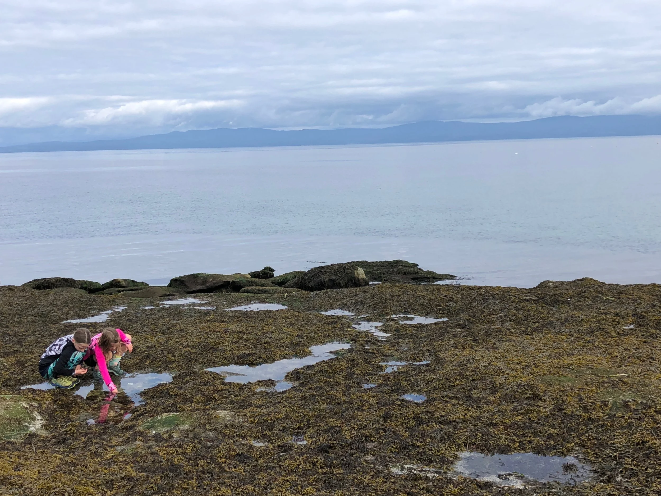 The girls enjoyed exploring the tide pools - we saw sea anemone, crabs, starfish and a beautiful grey heron