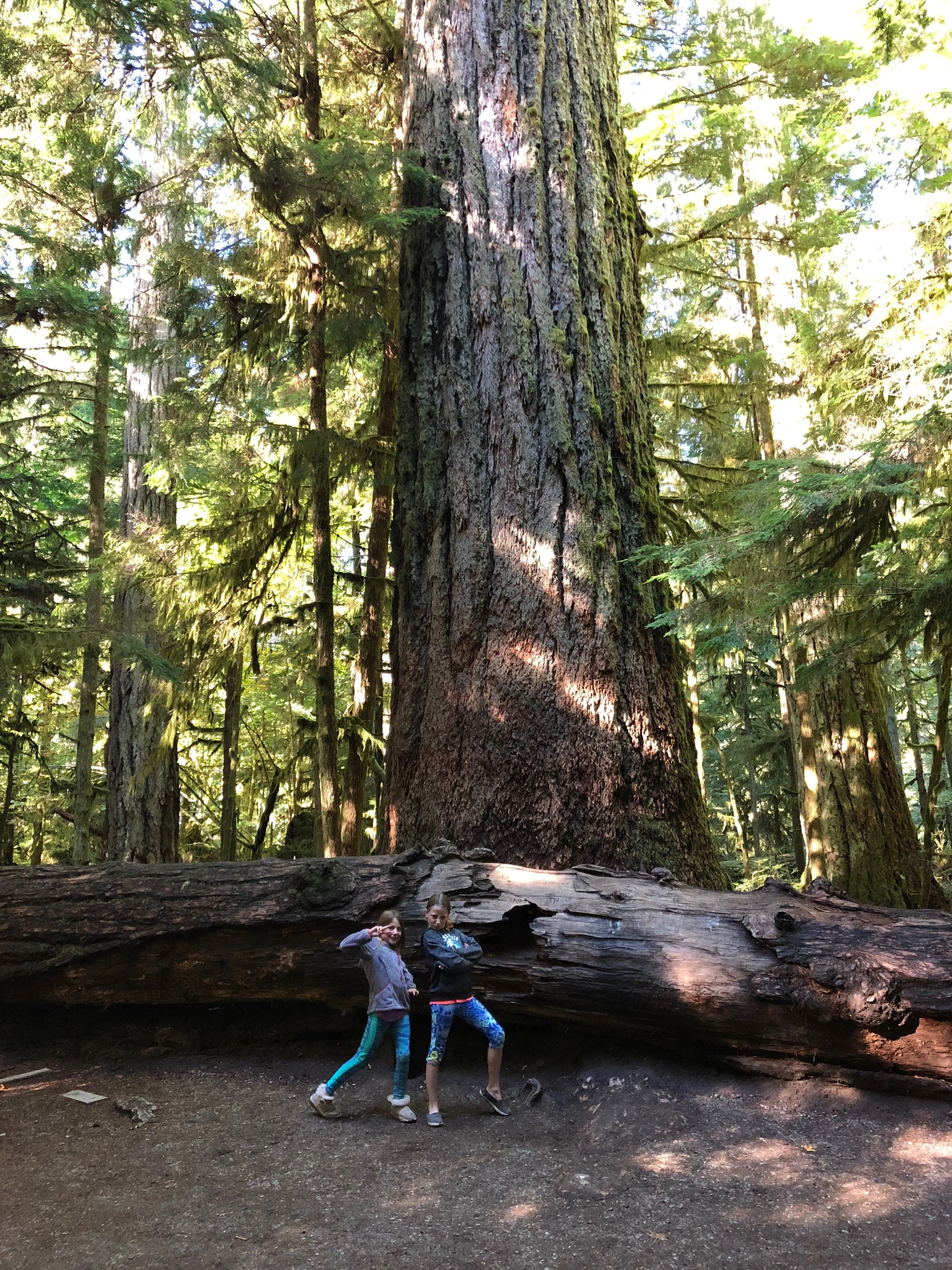 The girls in front of the big Douglas Fir tree in Cathedral Grove