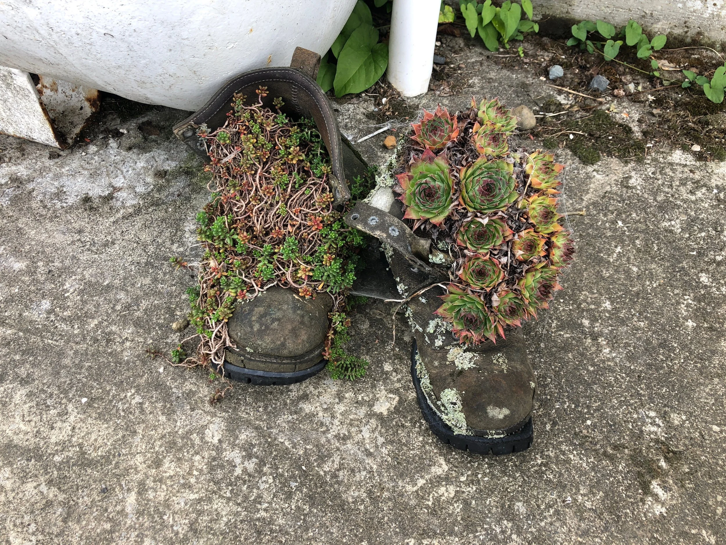 I loved these boots with the plants growing in them