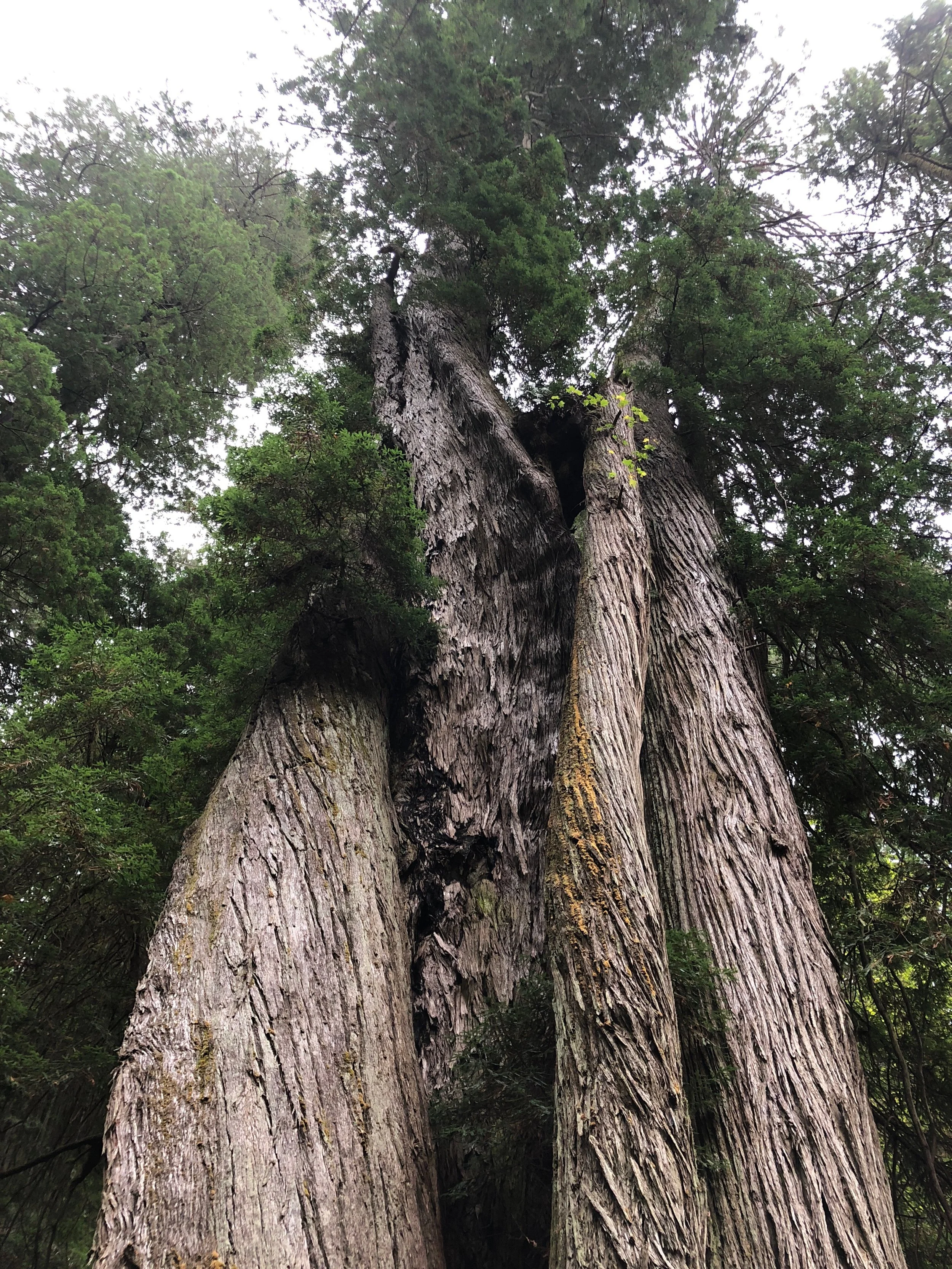 The Corkscrew Tree