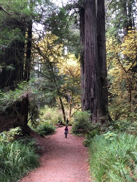 Isla walking among the big trees!