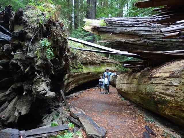 Walking beside a giant! The “Dyerville Giant” 350’+ tree fell in a storm in 1991