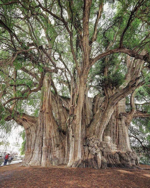 Arbol de Tule - A cypress tree with a 138 ft circumference and 46 ft diameter.. Its estimated to be about 1400 years old!
