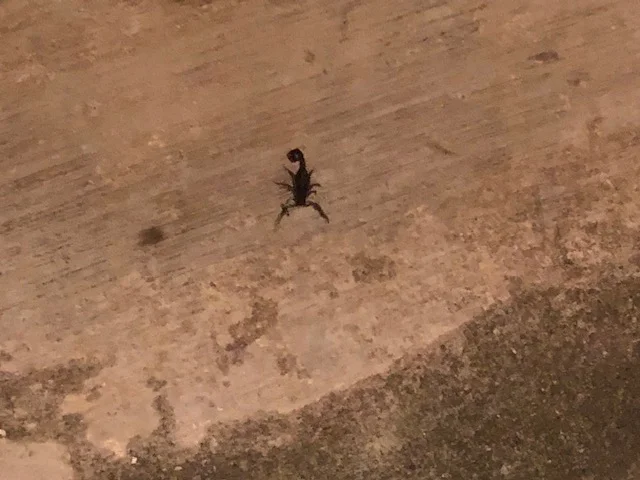 The first scorpion - this wasn’t even the biggest!