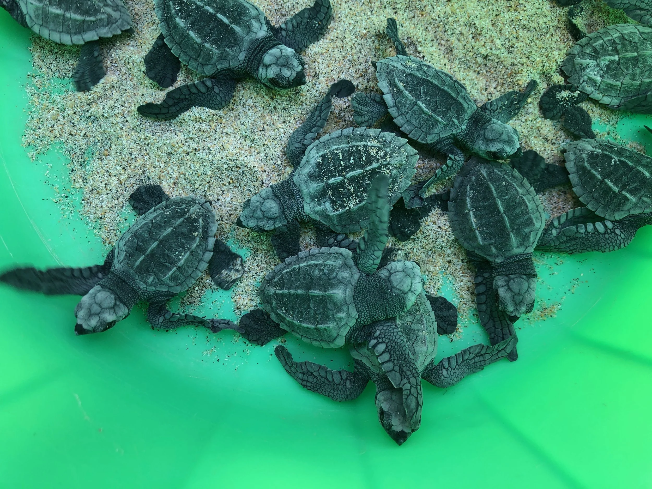 Olive Ridley Sea Turtles