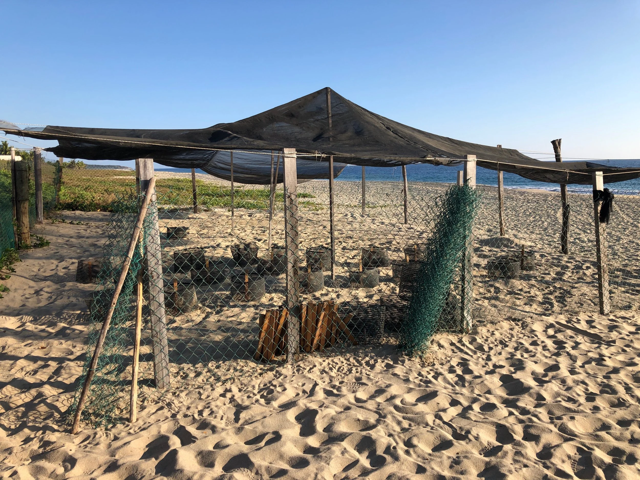 A protected area where the eggs are buried and left to hatch
