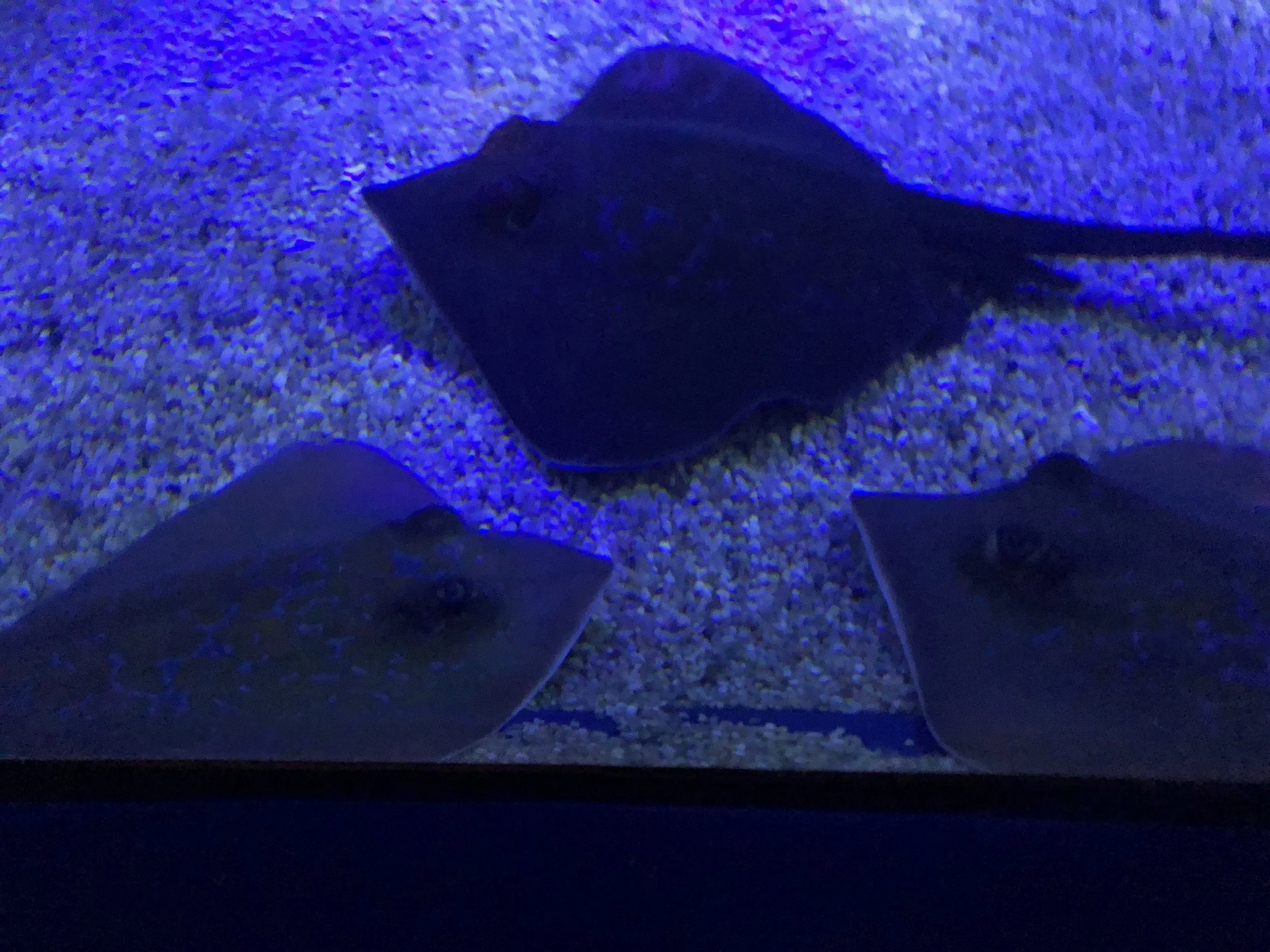Sting rays