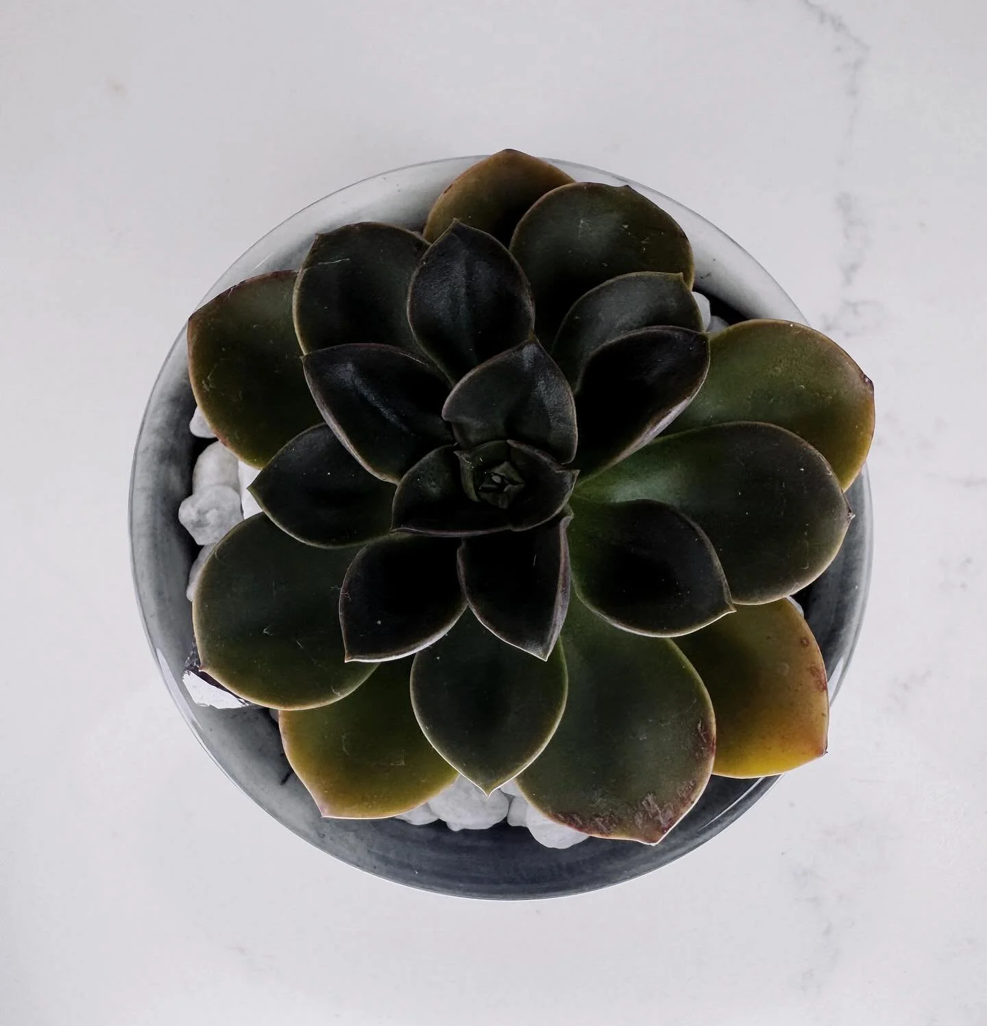 Reconnect to the green world around you. One plant, one breath at a time.
-
-
-
#SupportLocalToronto #YorkRegionBusiness #YorkRegionMakers  #TorontoArtisan#VaughanMoms #MarkhamMoms #RichmondHillSmallBusiness#AuroraOntario #NewmarketOntario #MindfulLi