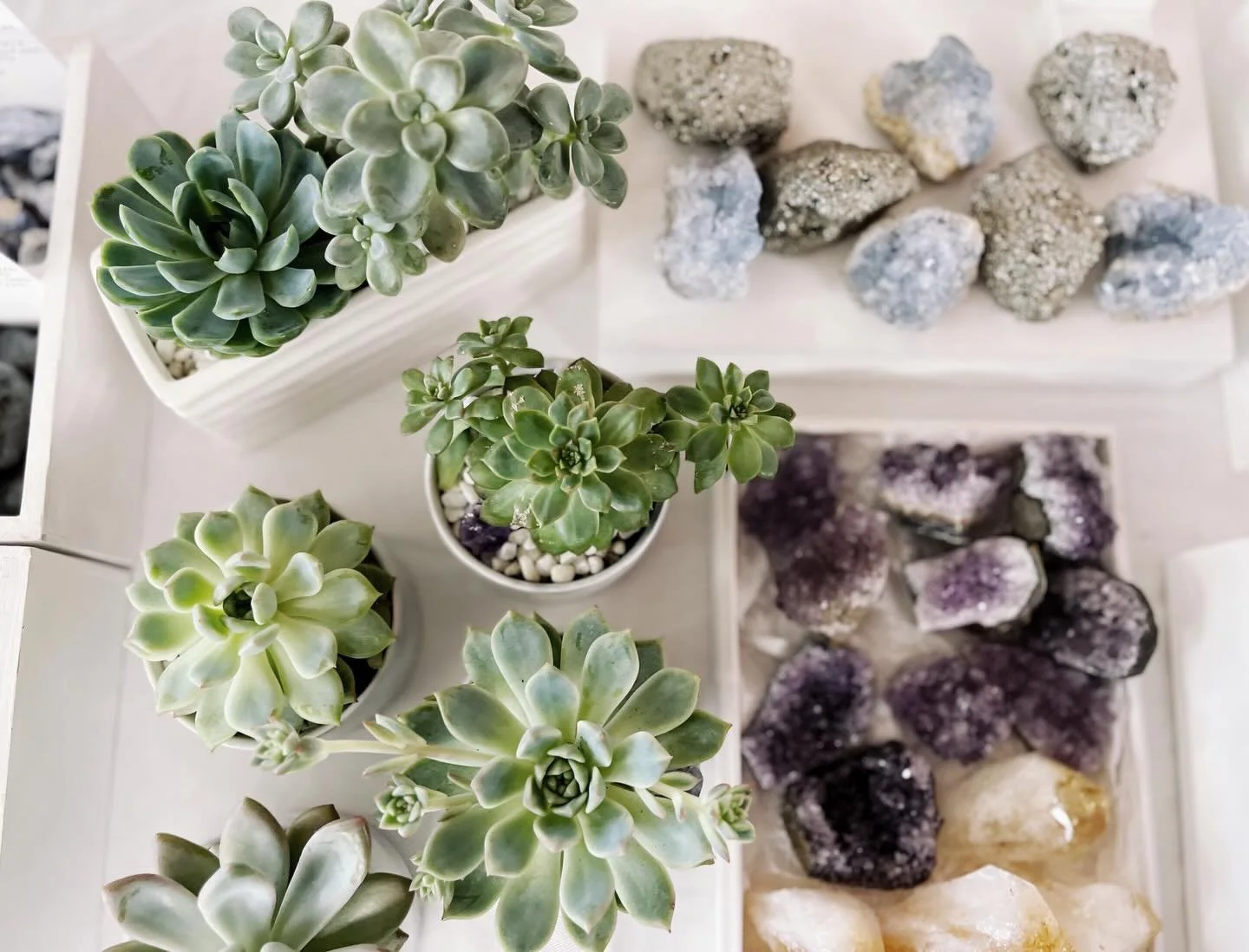 Grounded in earth. Infused with light

#torontoplants #canadacrystals #torontosmallbusiness #selfcare #healingcrystals