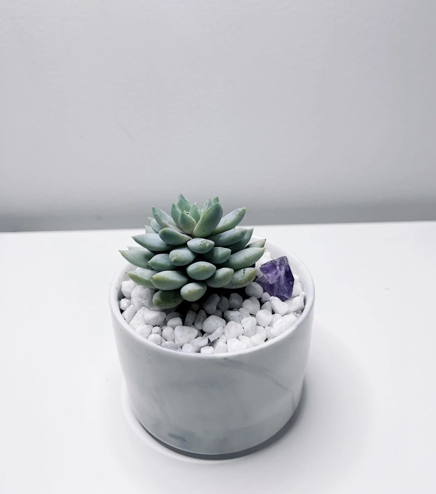 Tiny gardens. Big energy.

#zengardens #smallbusiness #crystalshop #plantshop