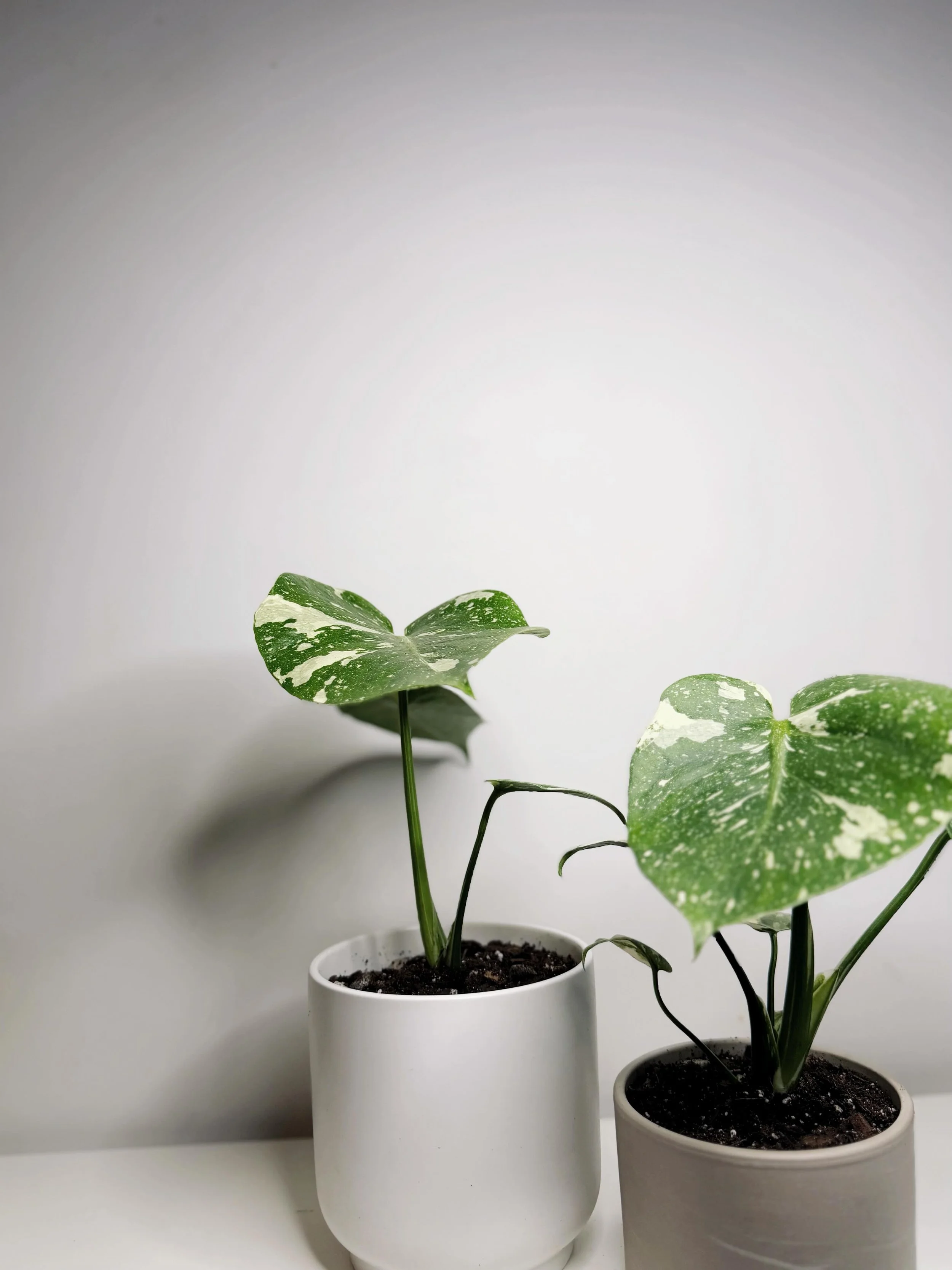 House plants now available. Potted with homemade soil mix. 
Monstera Thai Constellation

#smallbusiness #houseplants #monstera #torontoplants #crystal