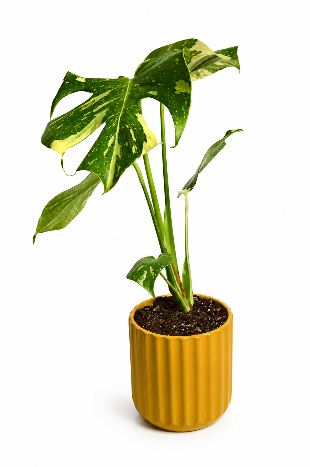 C552E83A-B878-4BBA-8966-21E5EFE9F622.png