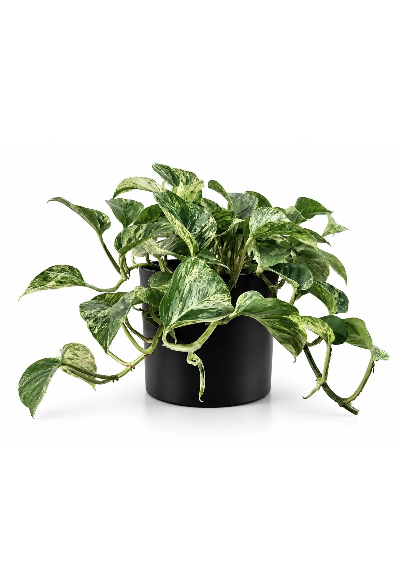 MARBLE QUEEN POTHOS