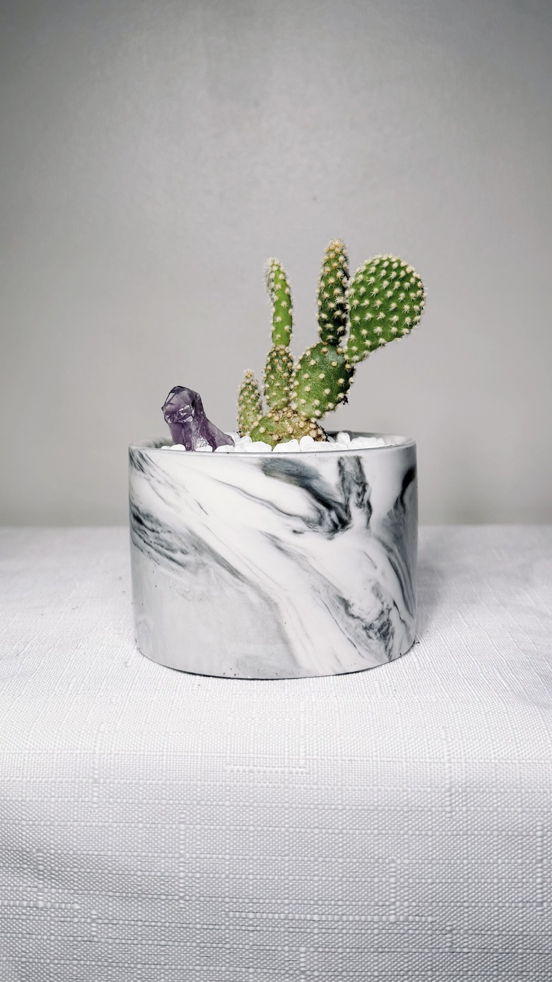 3" Cactus Rookie Zen Garden