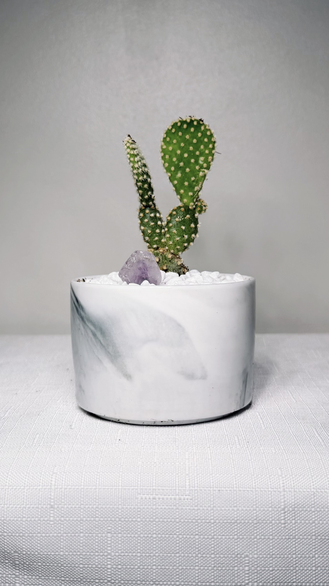 3" Cactus Rookie Zen Garden