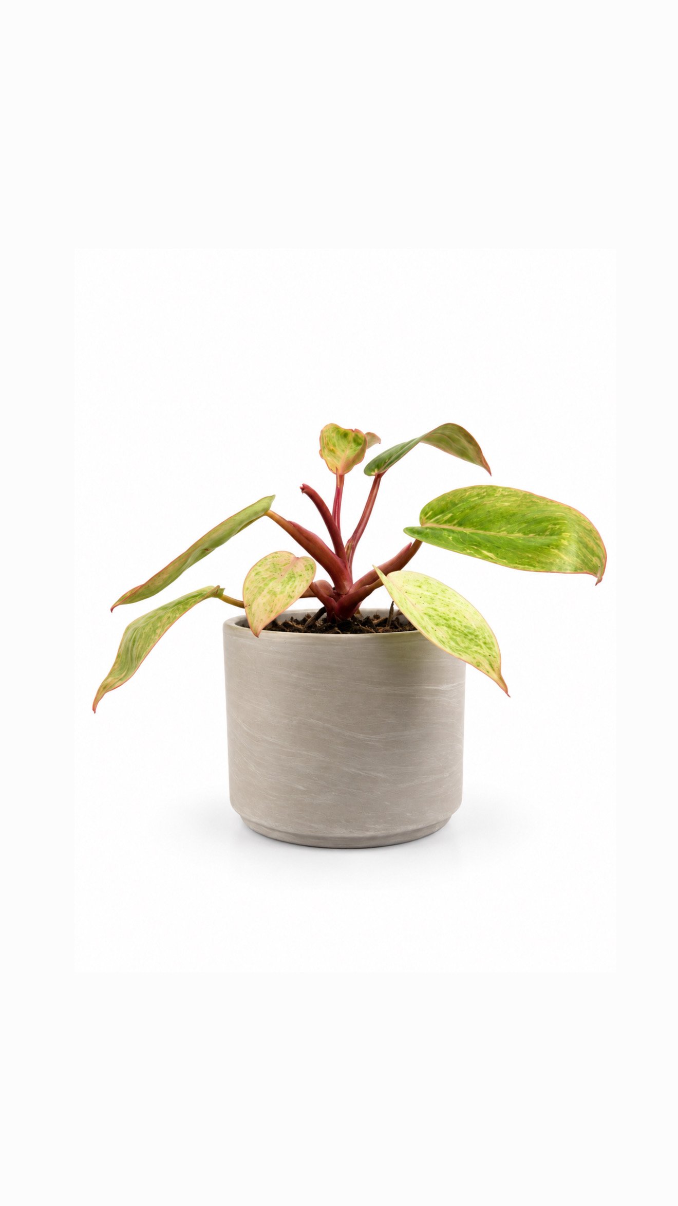 PHILODENDRON PAINTED LADY