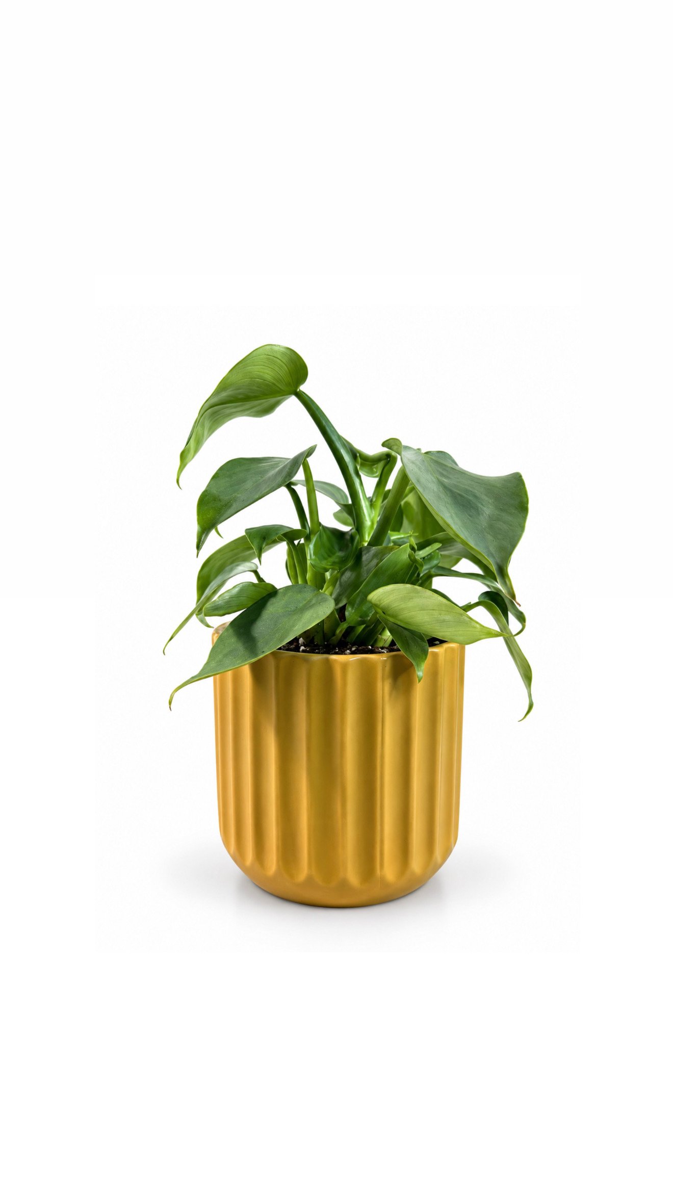 PHILODENDRON SILVER SWORD