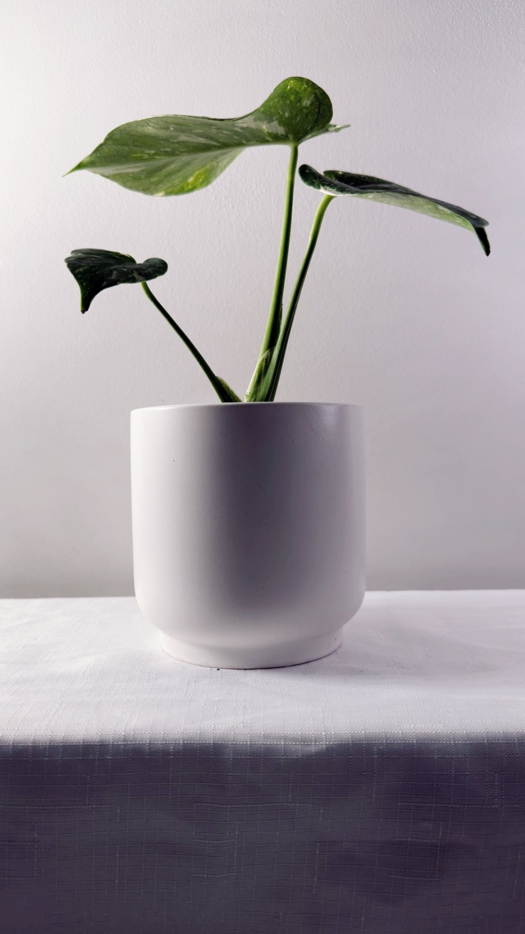 5" Monstera Thai Constellation