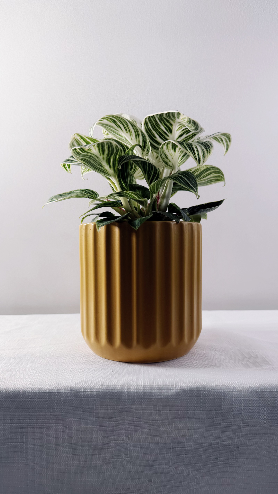 5" Philodendron Birkin