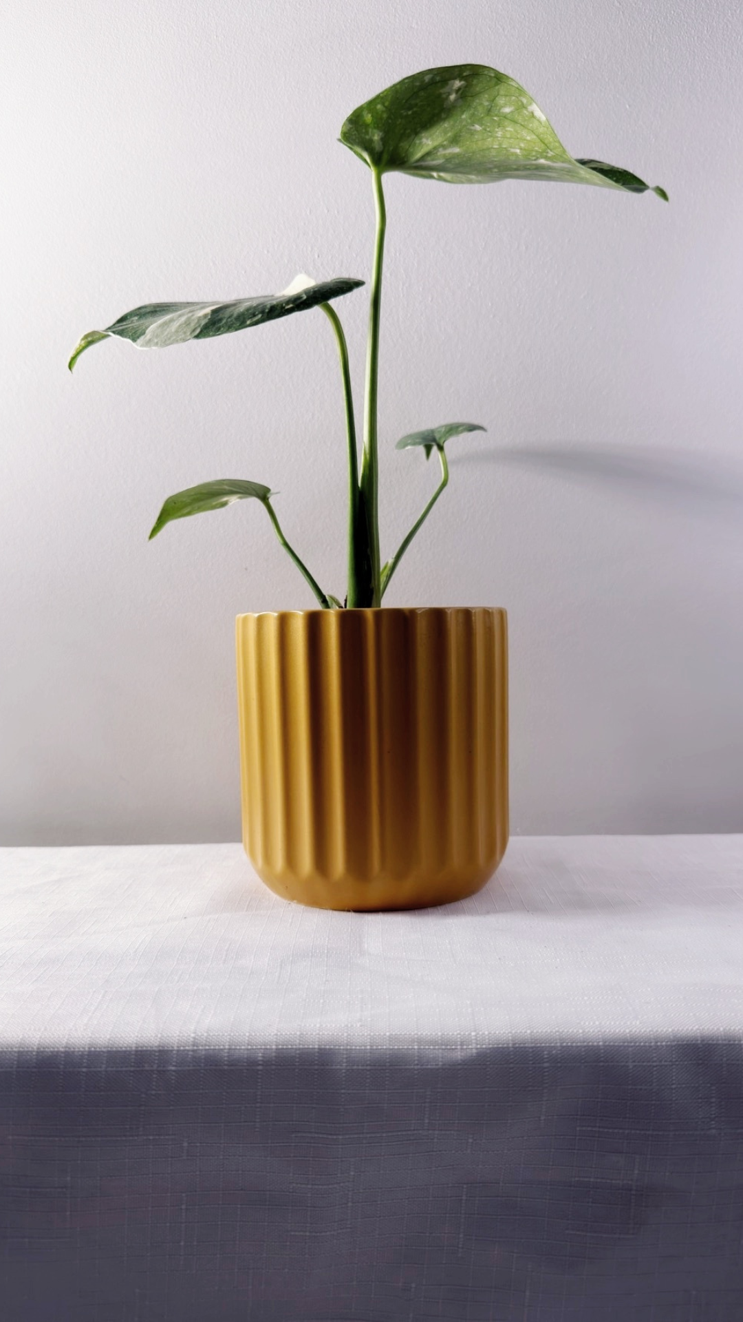 5" Monstera Thai Constellation
