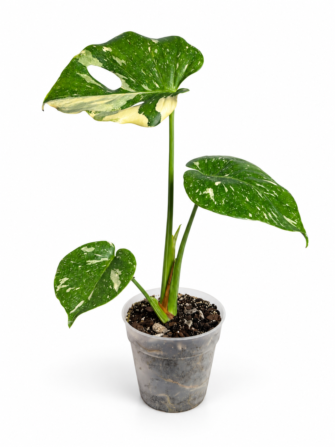 MONSTERA THAI CONSTELLATION
