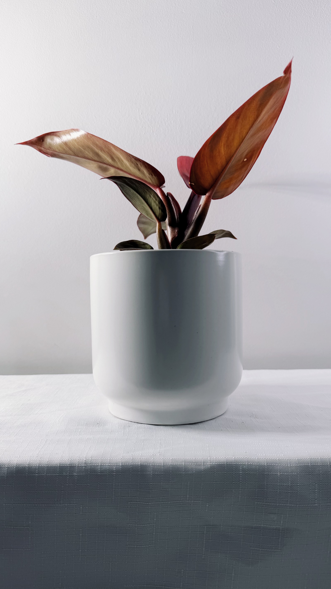 Untitled design - 7.PNG